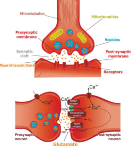 Excitotoxicity - Charlie Waters Law