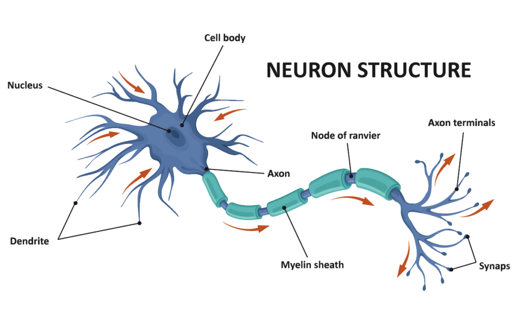 dendrite vs axon